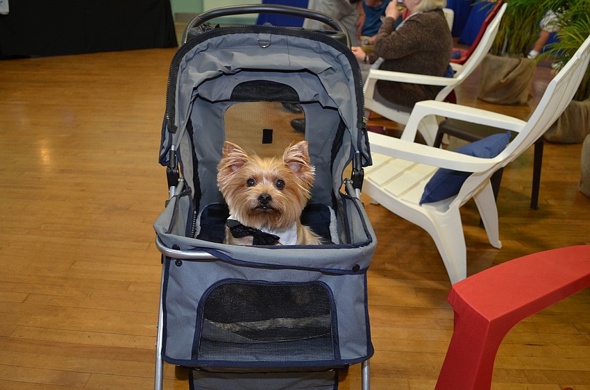 Nick and Evelyn Golaâ€™s Yorkshire Terrier, Tonka Boy Self-Proclaimed King of the Yorkies