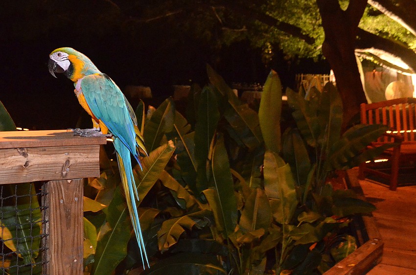Kimberly Bailey brought Zacka, her 25-year-old blue and gold macaw, to the Donor Preview of the Ann Goldstein Childrenâ€™s Rainforest Garden.