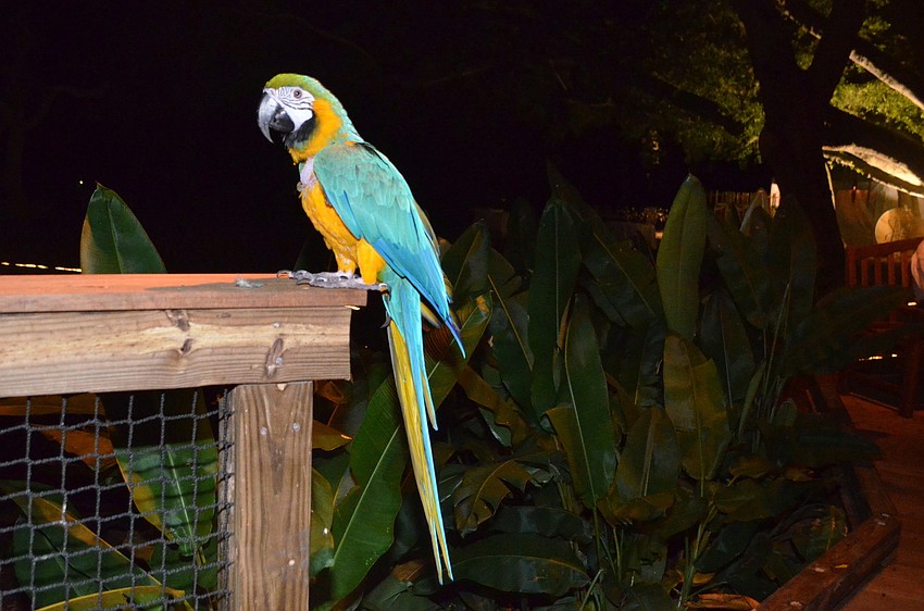 Kimberly Bailey brought Zacka, her 25-year-old blue and gold macaw, to the Donor Preview of the Ann Goldstein Childrenâ€™s Rainforest Garden.