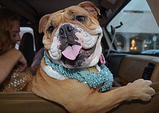 Aggie the English bulldog rides shotgun to Paws on Palm.