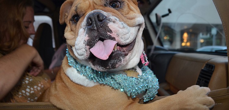 Aggie the English bulldog rides shotgun to Paws on Palm.