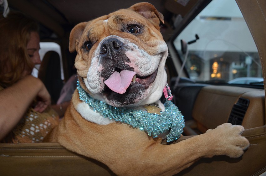 Aggie the English bulldog rides shotgun to Paws on Palm.