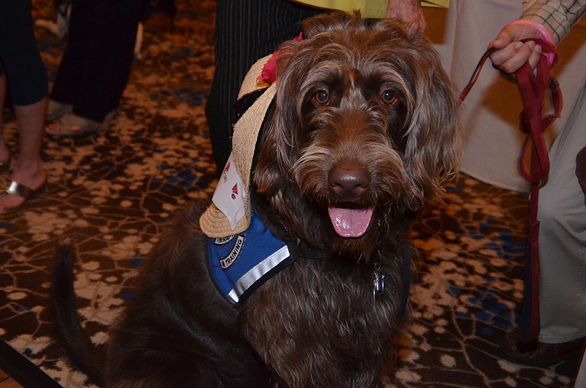 Kru, the labradoodle