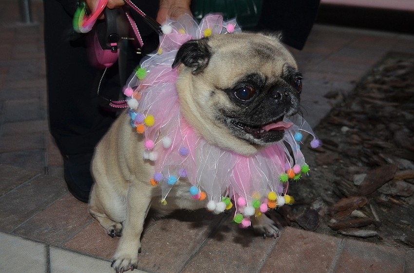 Kim Githlerâ€™s pug Roxie