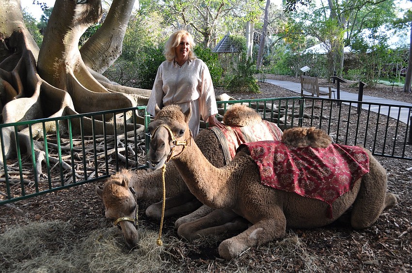 Ellian Rosaire with Nomad and Oakie, three-year-old camels from Big Cat Habitat.