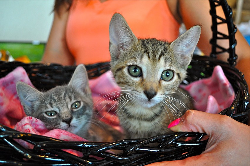 Rebecca Kochelek held a basket with 8-month-old kitten brothers Spooner and Cabbage.