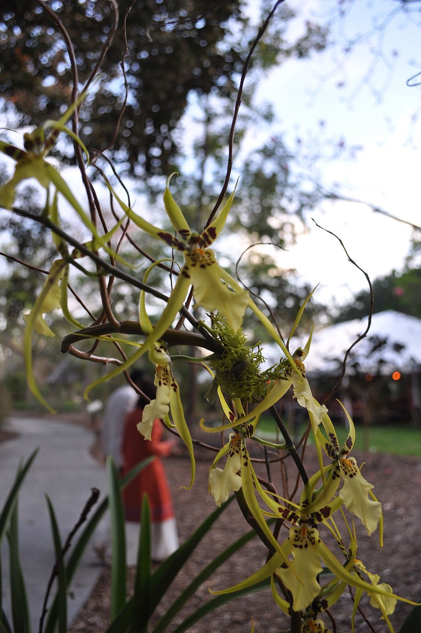 One of the many orchids up for auction.