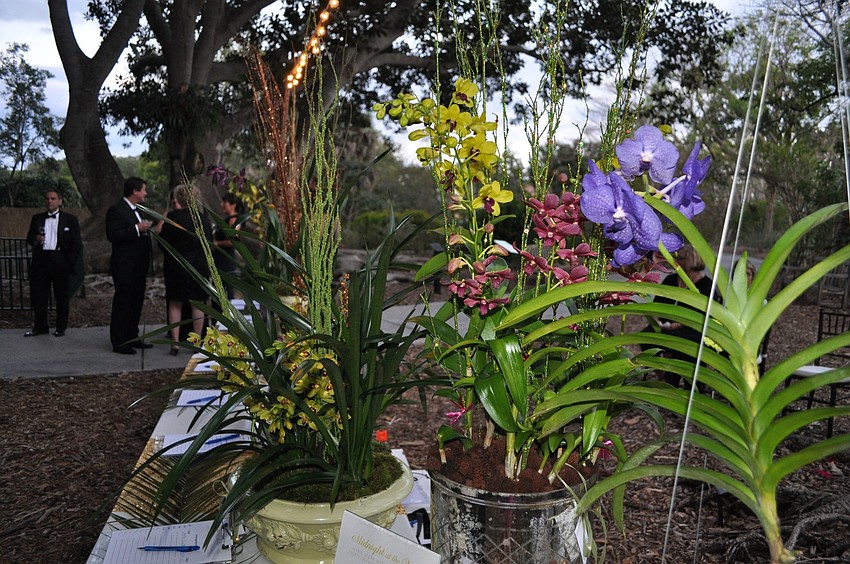 There were many orchid displays for people to bid on at the Orchid Ball.