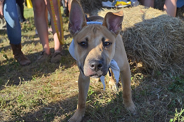 Wes, the dog, showed his school spirit, too