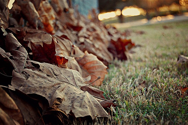 autumn-cold-fall-fence-field-florida-Favim.com-48514