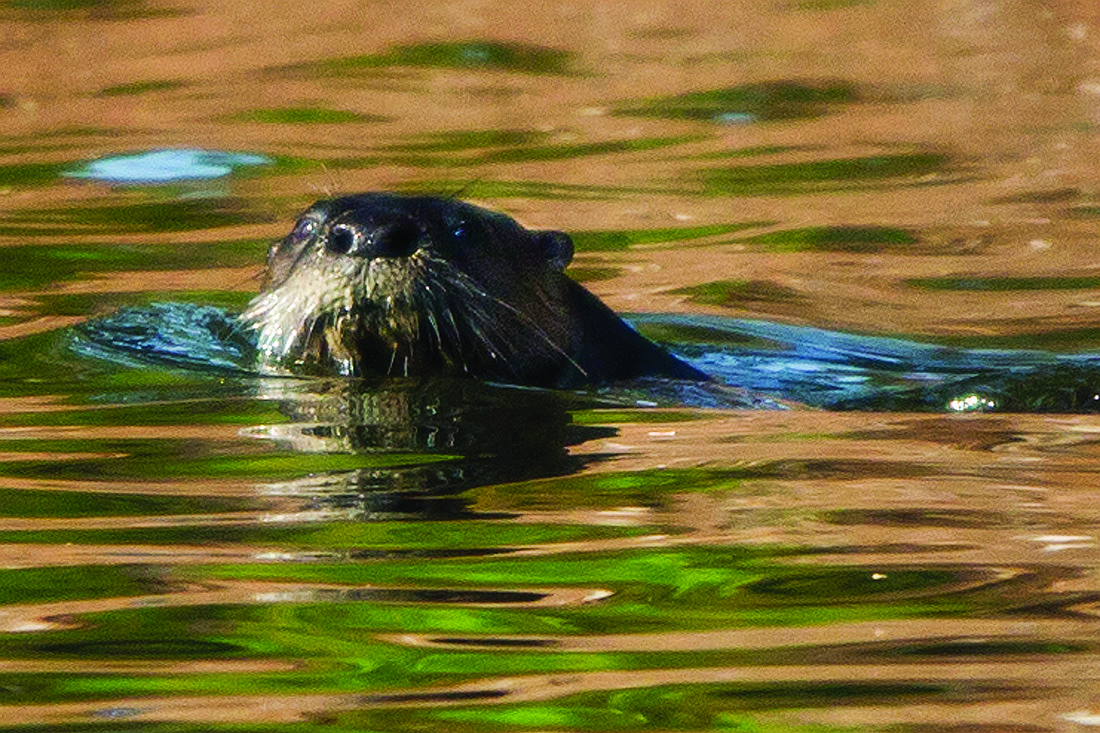 Dr. Lou Newman photographed this river otter in 2011 on Longboat Key. Photo courtesy of Dr. Lou Newman.