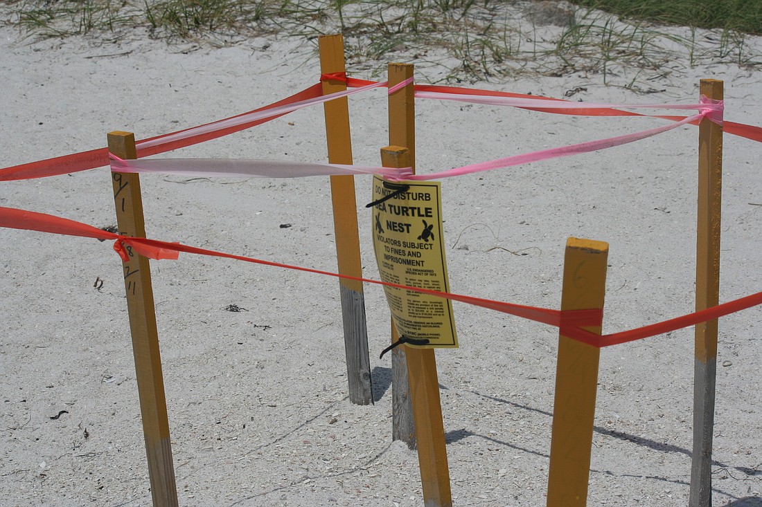Sea turtles and their nests are protected under state and federal laws and violators who disturb the nests can be punished with fines of up to $5,000 or five years in prison.