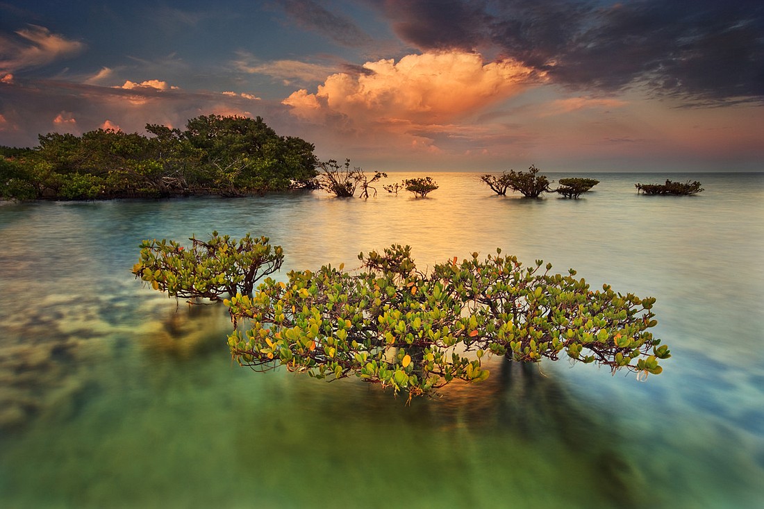 The festival includes paintings, ceramics, woodwork, jewelry, photography and more. Photographer Paul Marcelli took this photo of mangroves.