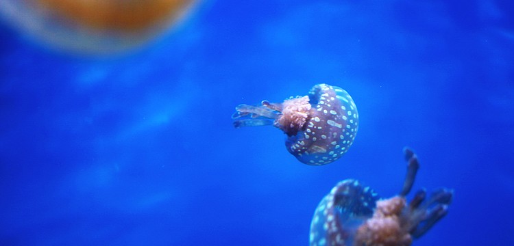 Lagoon jellyfish are just one of the many remarkable species featured.