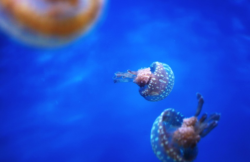 Lagoon jellyfish are just one of the many remarkable species featured.