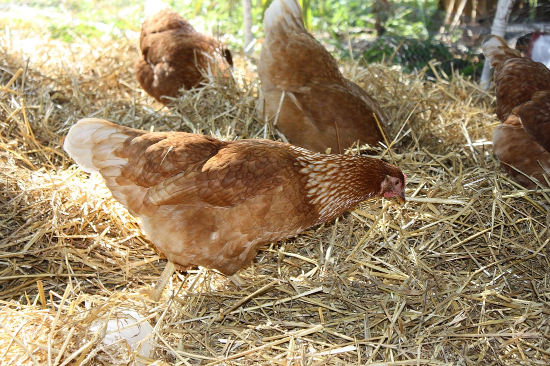 The move would be the first step toward allowing chickens in residential areas in Manatee County.