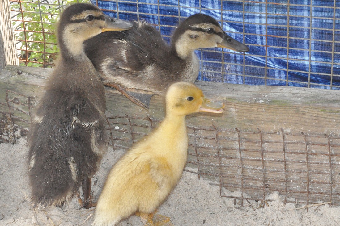A trio of adolescent ducklings acclimates from hand feedings to self reliance in a communal aviary at Save Our Seabirds before the birds are released into the wild.