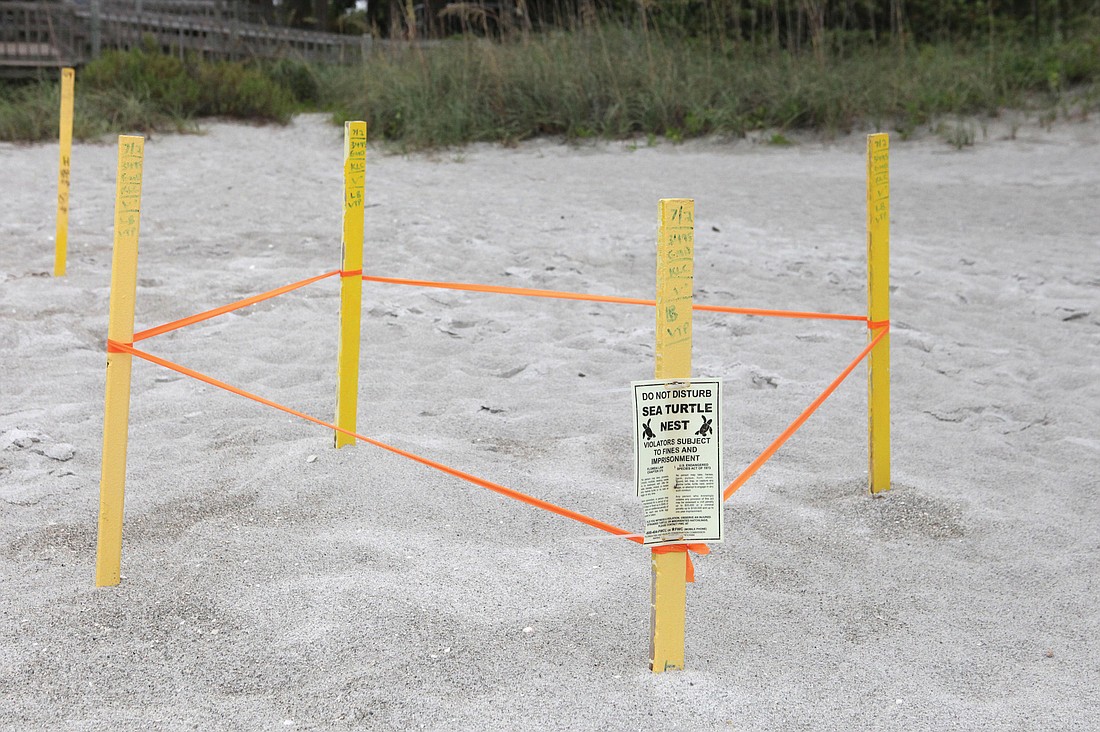 Beachgoers could see fewer staked nests like this one, photographed in August, as the result of Mote's new policy of marking nests weekly instead of daily. File photo.
