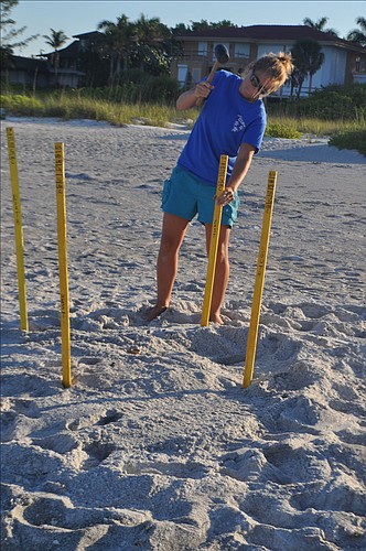 Lindsey Conrad hammers stakes into the sand to mark a nest.