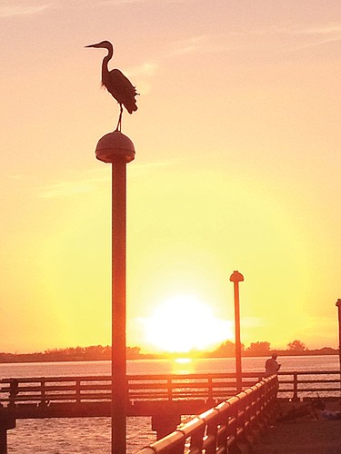 Tom Caffrey submitted this photo taken on the fishing pier near the Ringling Bridge.