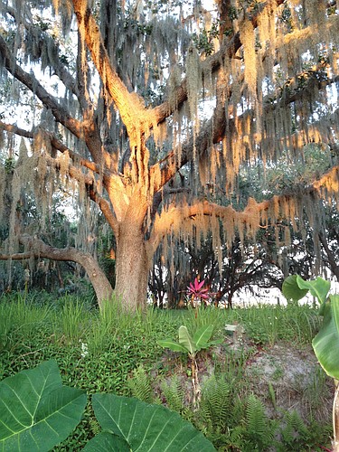 East County resident Heather Monceaux submitted this photo taken of a sunset in her backyard.