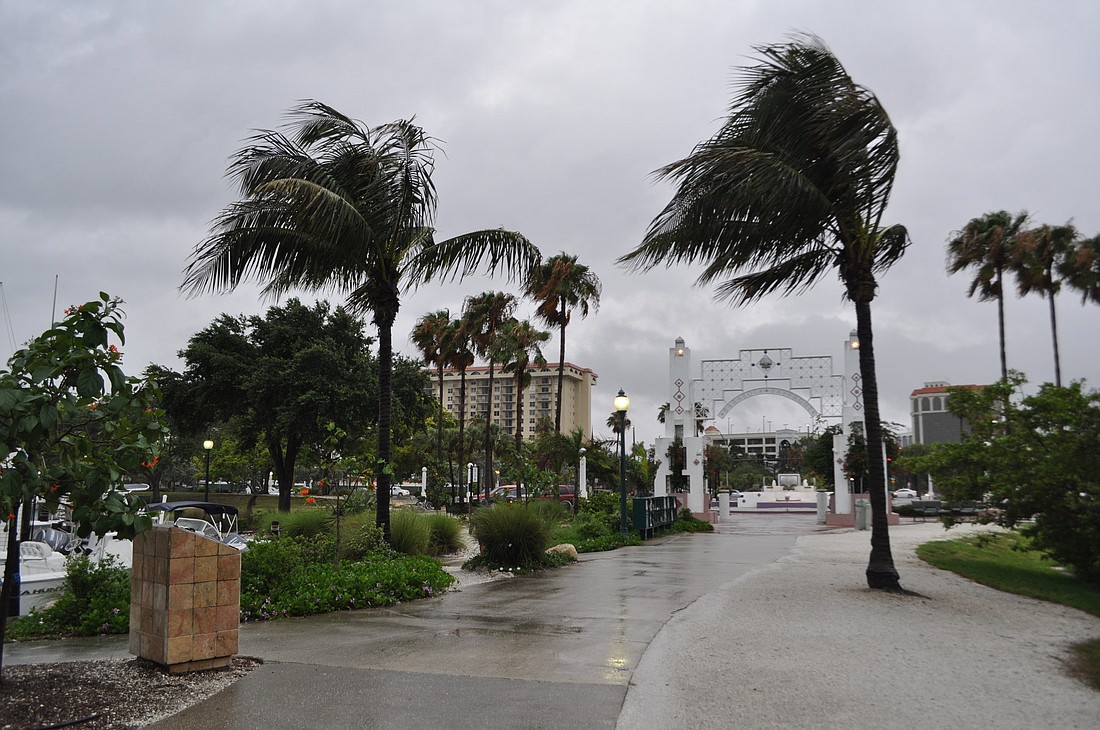 Winds from Tropical Storm Andrea shake palm trees in city of SarasotaÃ¢â‚¬â„¢s Bayfront Park.