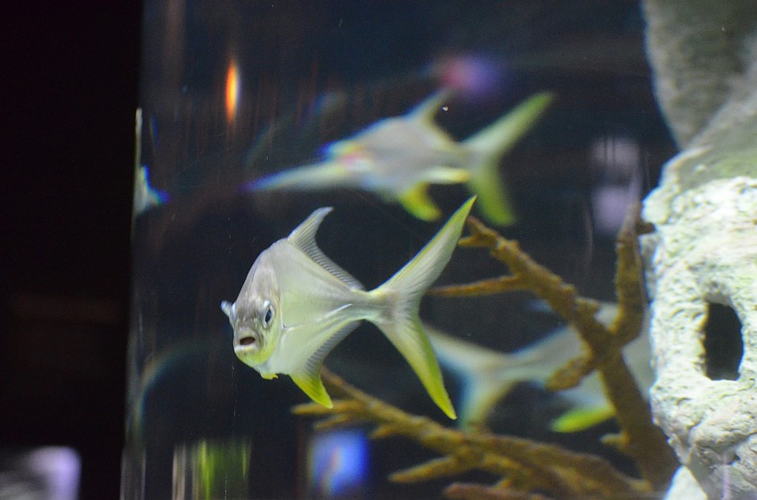 Children observed the fish at Mote Marine Aquarium.