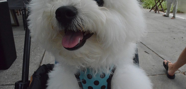 Teddy is a 6-month-old bichon.