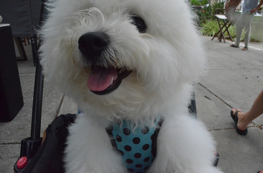 Teddy is a 6-month-old bichon.