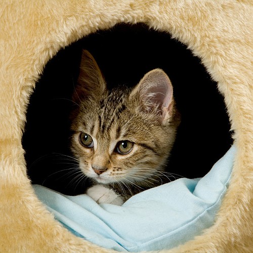 Cat Depot is offering kittens for half-price to encourage adoptions during kitten season.