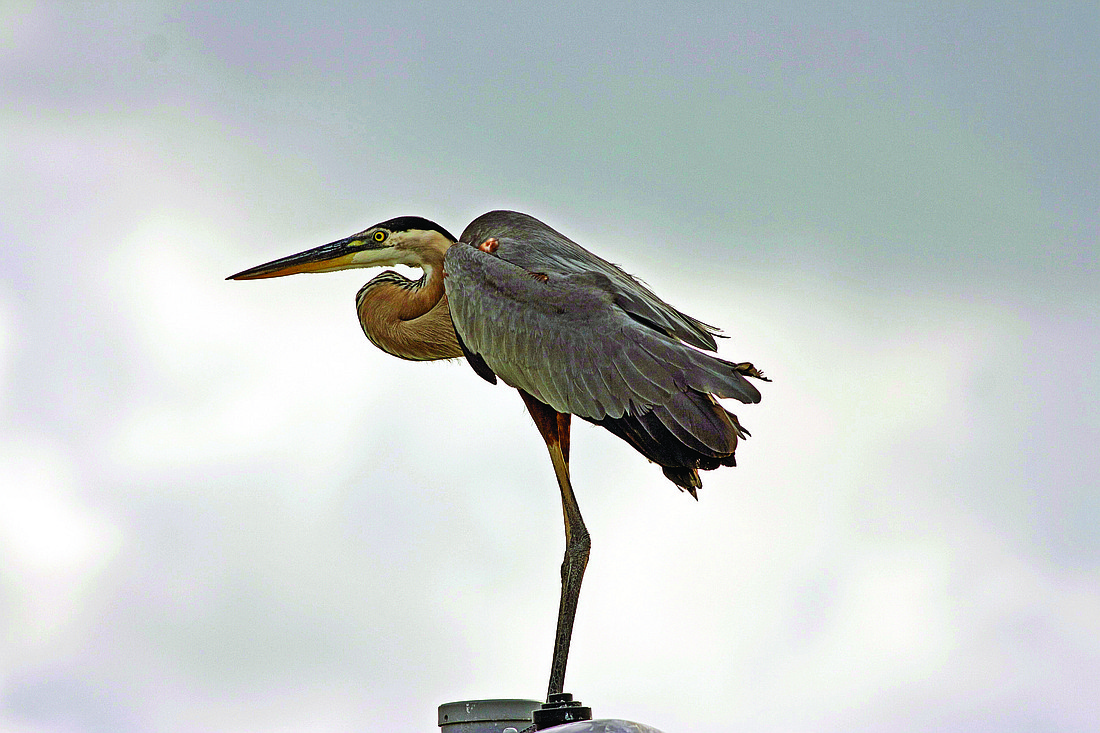Marjie Goldberg submitted this photo of a great blue heron perched on the Sarasota bayfront.