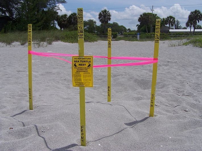 Volunteers mark turtle nests with stakes and tape for protection and documentation purposes.