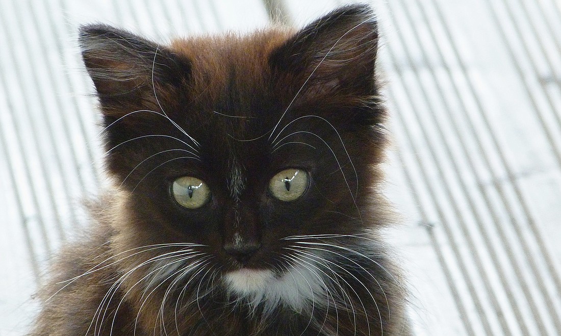 Cat Depot is extending its half-off kitten sale through July.