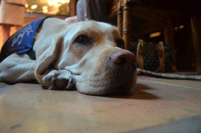 Yellow lab Millard is an ambassador dog with Southeastern Guide Dogs.