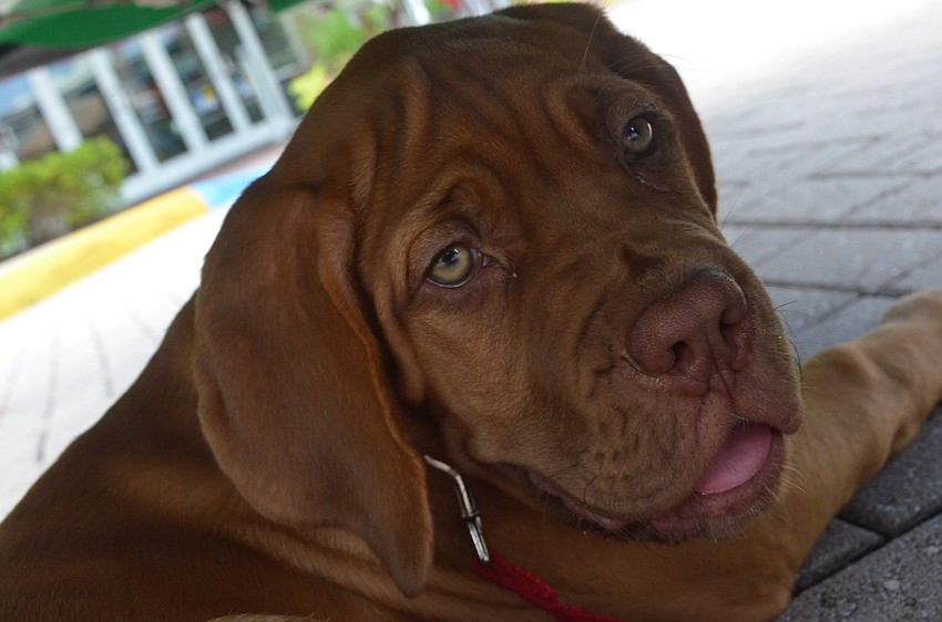 Three-month old mastiff Jackson hides under the ladder truck from the rain.