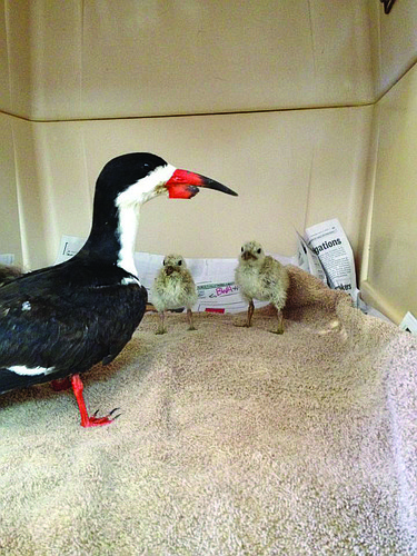 The mama bird and two chicks arrived at Save Our Seabirds in June after a beachgoer broke the mother's beak. Photo courtesy of Dana Harenda.