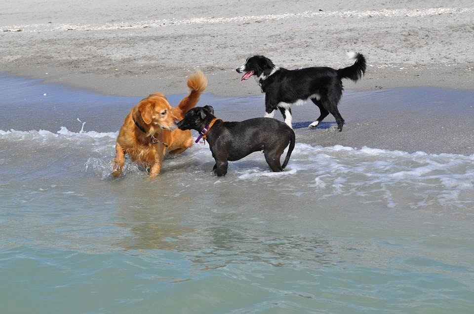 Dogs enjoy the surf at Brohard Paw Park Beach in Venice.