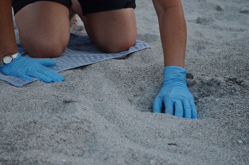 Tammie Averso begins to open the nest.