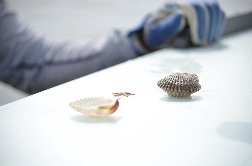 Steve Traves finds a scallop shell, a scallop and a starfish during his search.