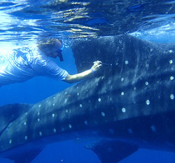 Researchers attached electronic satellite tags to 35 whale sharks Ã¢â‚¬â€ the most whale sharks ever outfitted with satellite tags in one study.