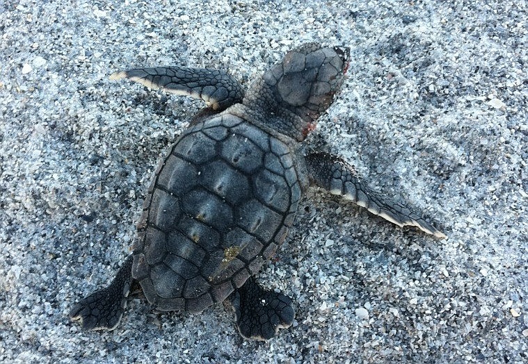An unnamed witness snapped pictures of a man disturbing a Casey Key sea turtle nest Aug. 13.