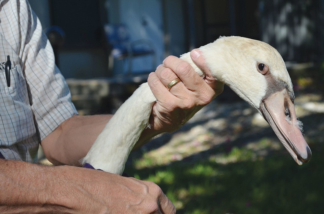 The first of the six cygnets that The Regal Swan Foundation captured on Sunday, Sept. 29.
