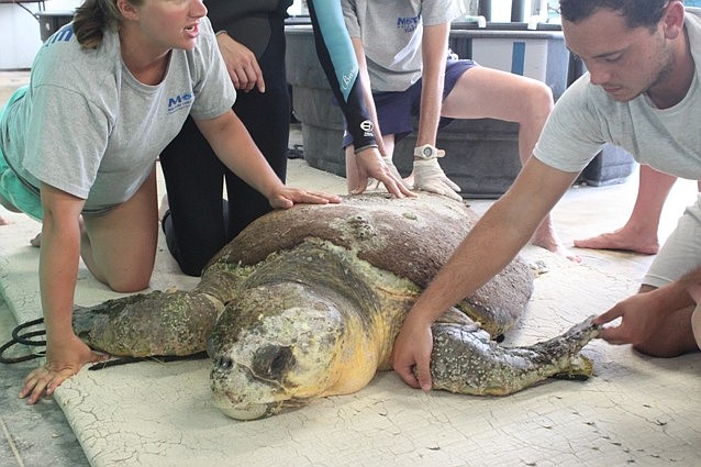 Murph is one of the largest turtles ever rescued by Mote. (Photo courtesy of Mote Marine Laboratory)
