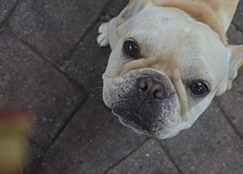 Nine-month-old French bulldog Sylvie