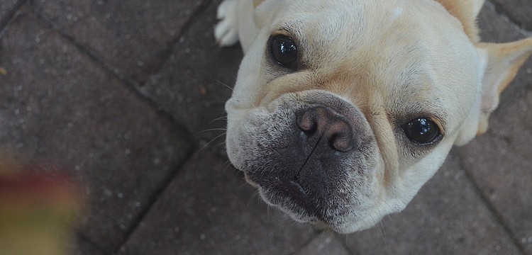 Nine-month-old French bulldog Sylvie