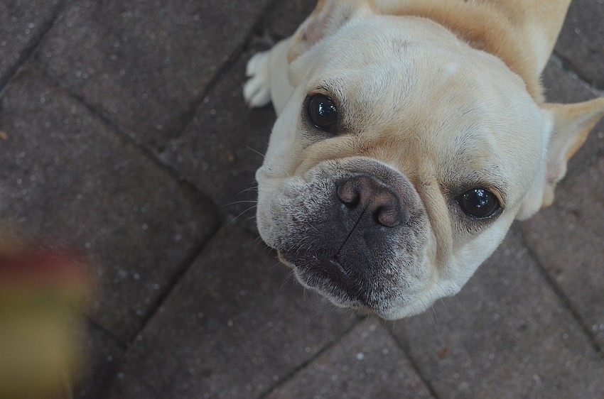 Nine-month-old French bulldog Sylvie
