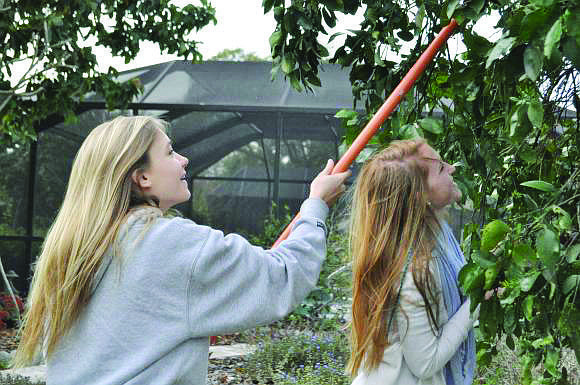 Grace Connett and Jane Early, of the Pine View Key Club, participate in the 2012 Siesta Key Kiwanis Club fruit-gleaning project.