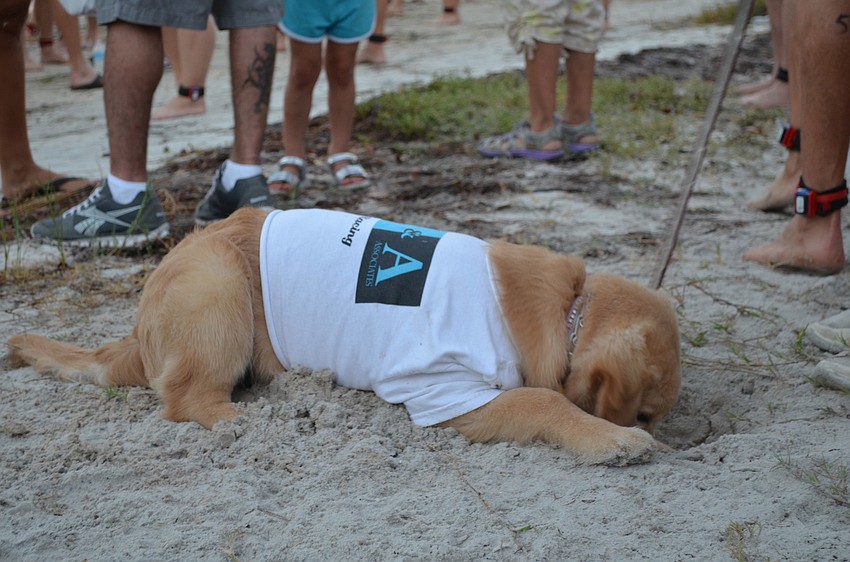 Lilly, a golden retriever, plays in the sand at the Longboat Key Triathlon.