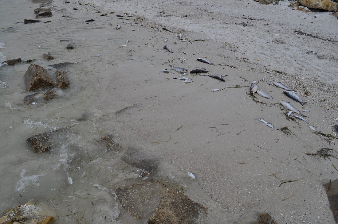 Medium levels of Karenia brevis caused fish kills on Siesta Key in January. There were no signs of the organism near any Siesta beaches in recent samples.