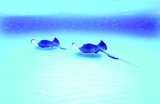 Stings from stingrays are considered a defense mechanism.